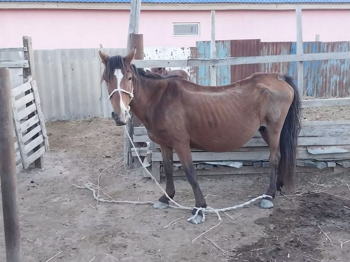 Kazakh horse
