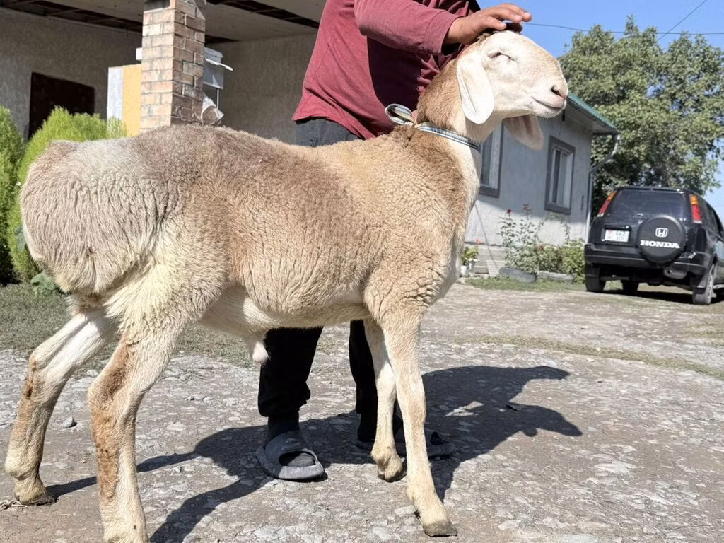Arashan sheep