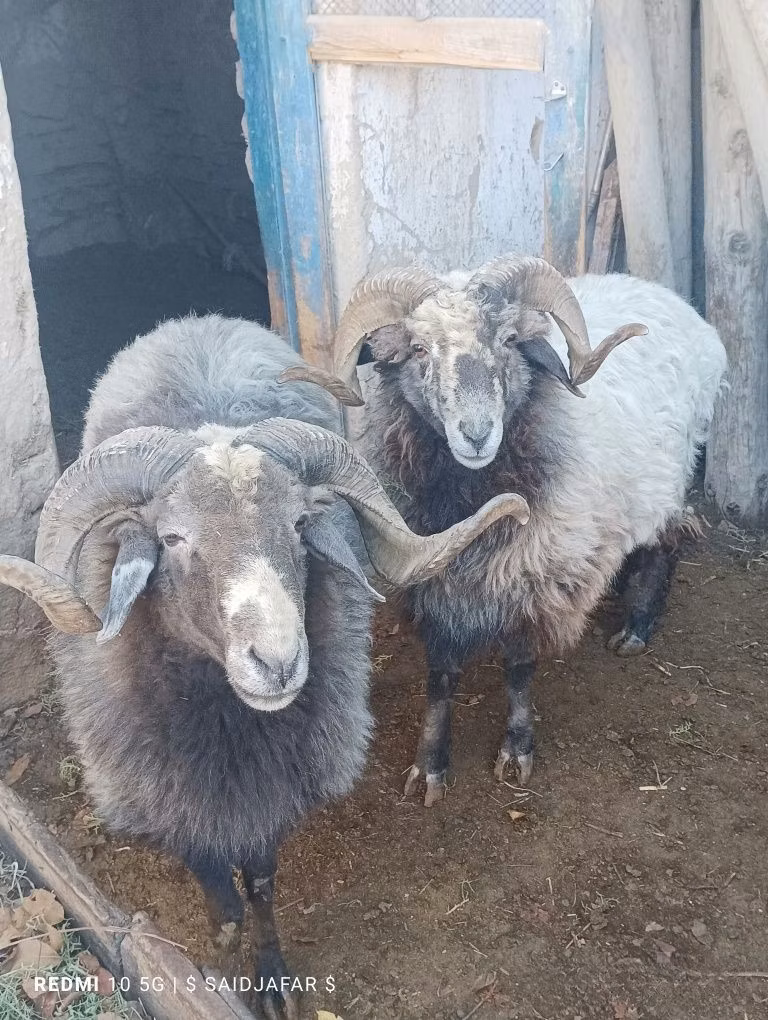 Arabi sheep
