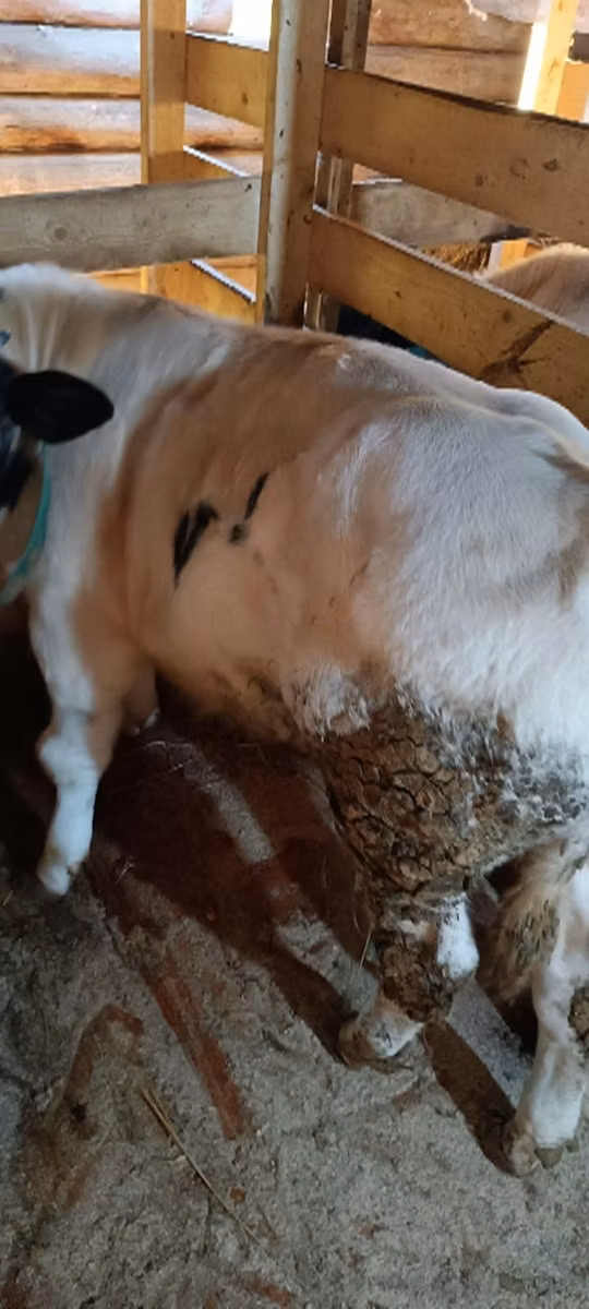 Belgian Blue