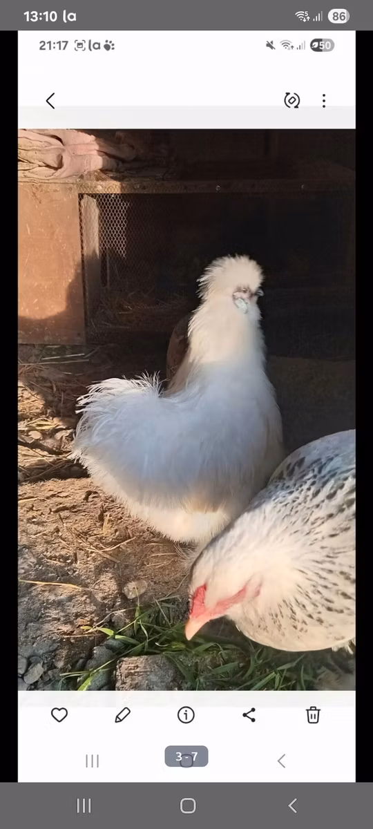 سيلكي