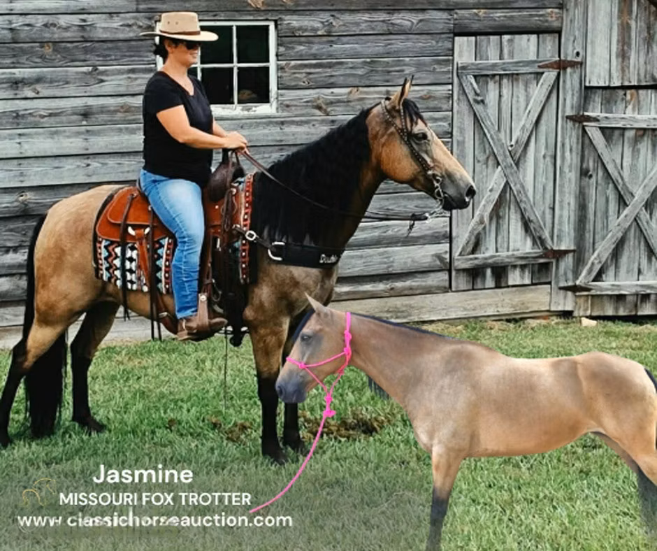 Missouri foxtrotter