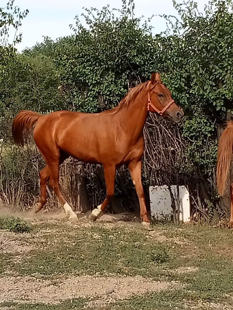 Arabian horse