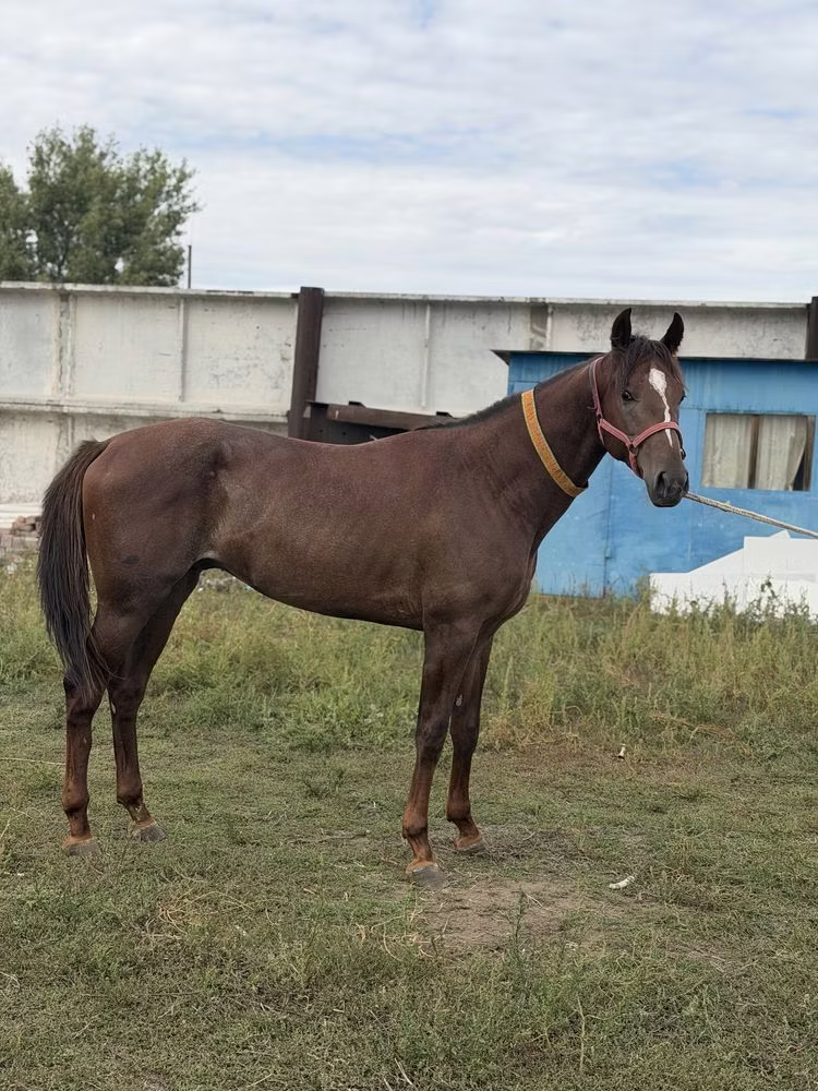 Arabian horse