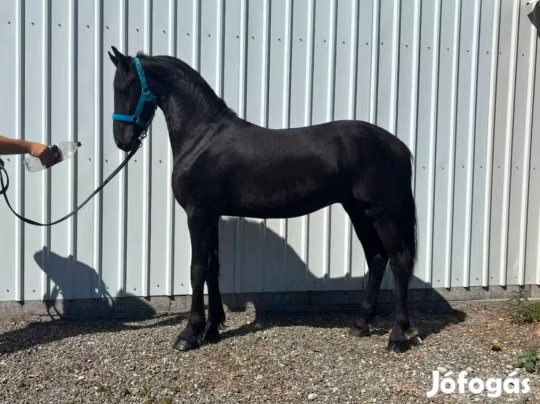 Dutch warmblood horse