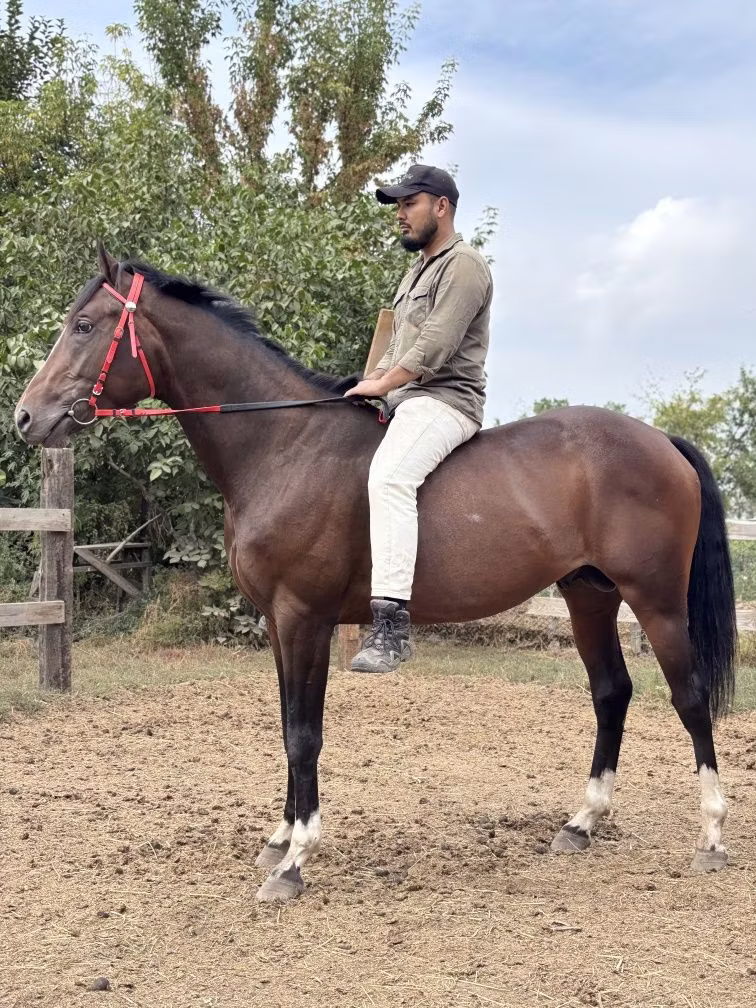 Thoroughbred horse