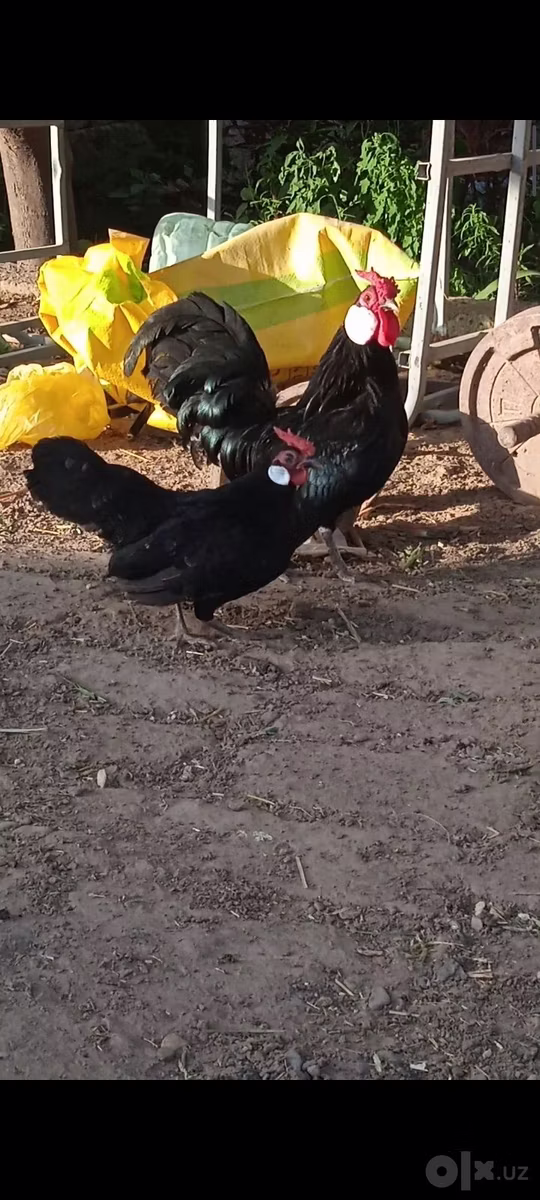 bantam