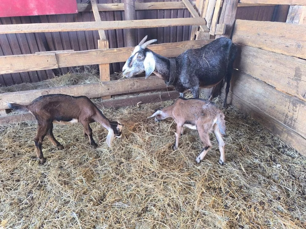 Nubian Goat