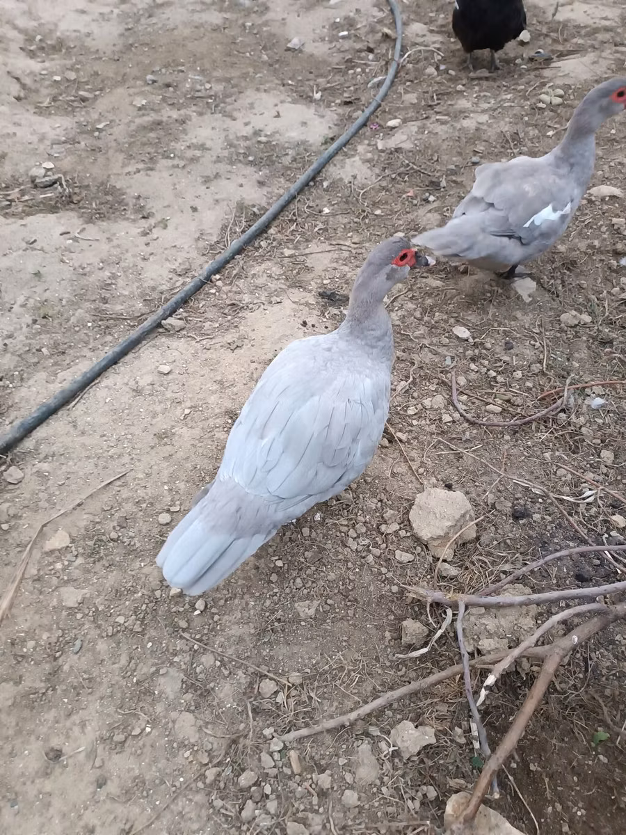 Domestic Muscovy