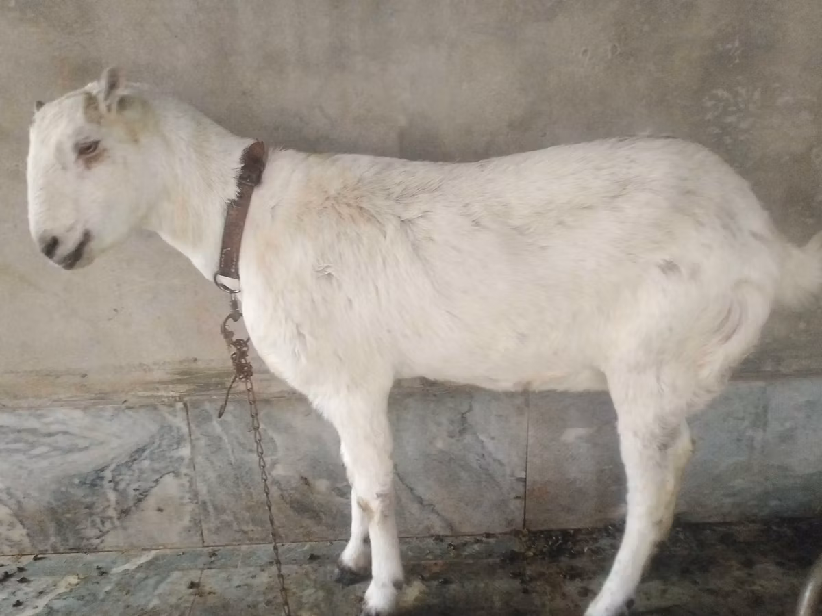 Barbari goats