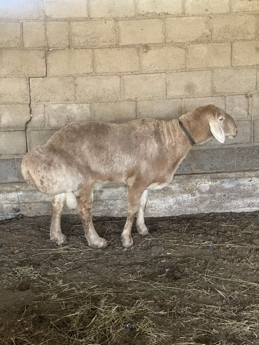 Edilbay sheep