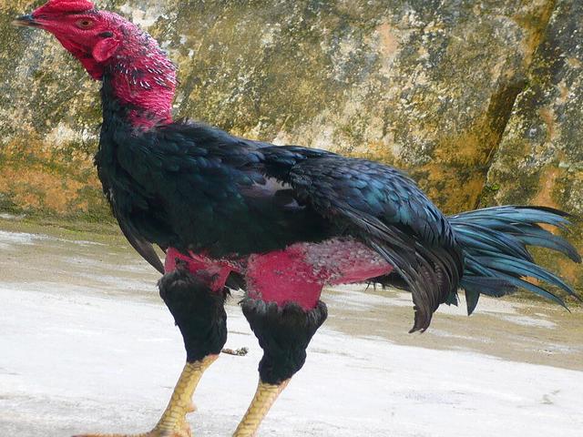 Gà Noi